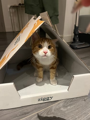 Avis photo d'un client sur Pâtée Chaton Sans Céréales - Boeuf