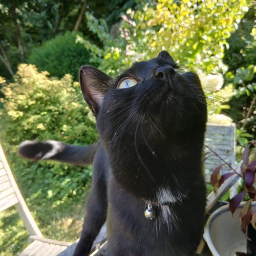 Avis photo d'un client sur Pâtée Chat Stérilisé Sans Céréales - Saumon