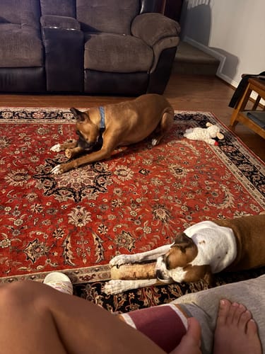 Customer photo review of Smoked Beef Marrow Bone