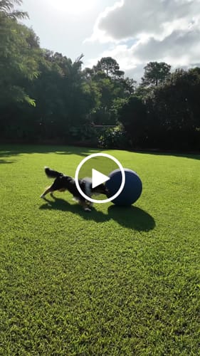 Customer video review of Herding Ball