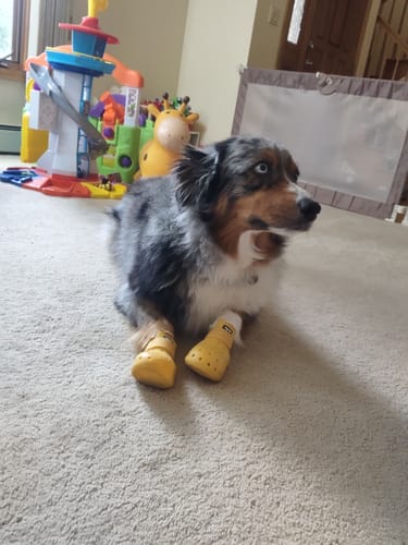 Customer photo review of WagWellies® Mojave