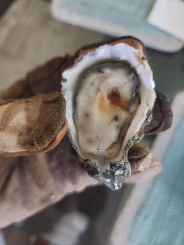 Customer photo review of Pacific Oysters
