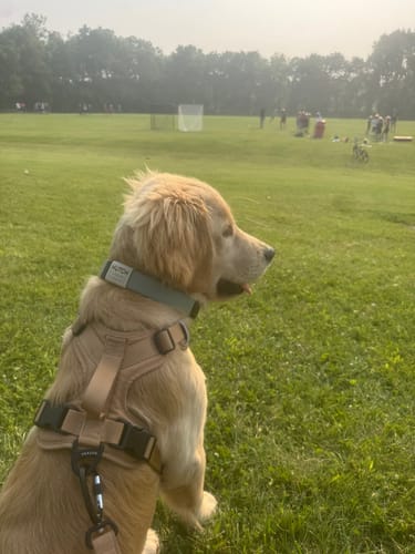 Customer photo review of Recycled Ripstop Harness