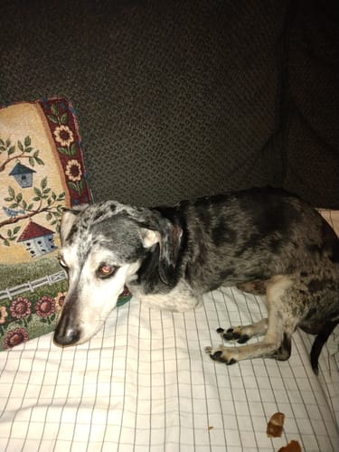 Customer photo review of Probiotic Chews
