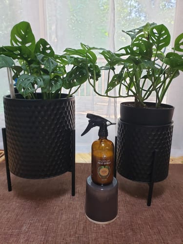 Customer photo review of Houseplant Pest Spray