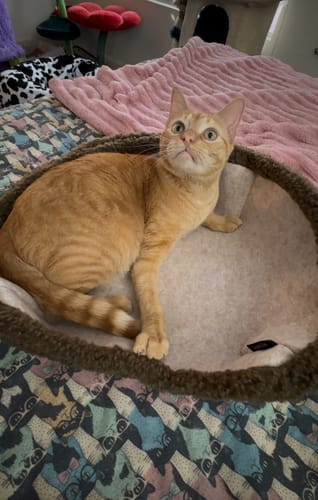 Customer photo review of Semi-Enclosed Dual-Mode Shell Cat Bed