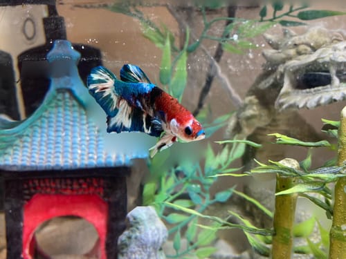 Customer photo review of Koi Multicolor Dark Tone Plakat Male Betta Fish | High Grade | Mystery Betta