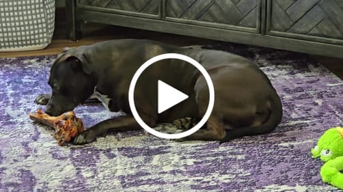 Customer video review of Large Ostrich Cane (11.5" x 5"): The Ultimate Long-Lasting Chew for Medium, Large & XL Dogs