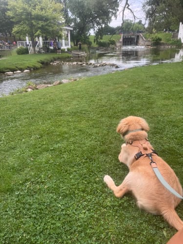 Customer photo review of Sage Leash - Recycled Ripstop