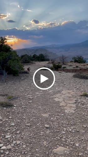 Customer video review of All Weather Dog Booties - Doccasins