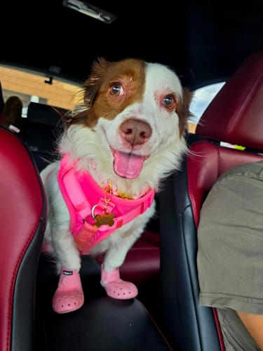 Customer photo review of WagWellies® Mojave