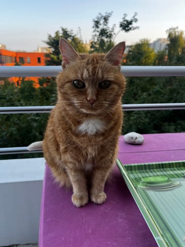 Avis photo d'un client sur Croquettes Chat Stérilisé Sans Céréales - Poulet