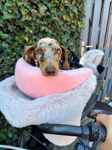 Customer photo review of Kvisp Dog Bike Carrier