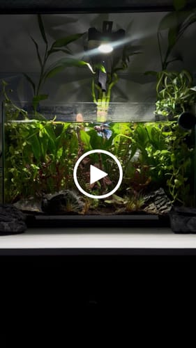 Customer video review of Multicolor Halfmoon Male Betta Fish | High Grade | Order Directly From Farm | You Pick Fish |