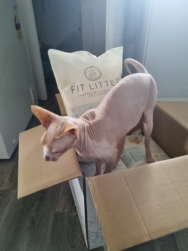 Customer photo review of 3 Month Supply - 3 Cat