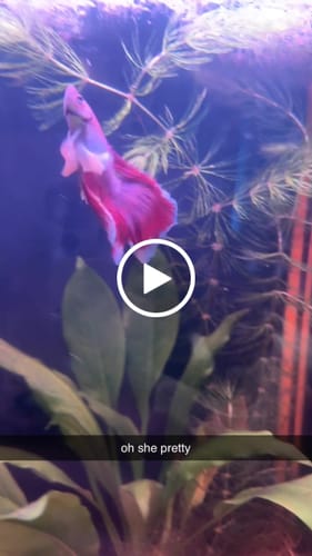 Customer video review of Dumbo Lavender Halfmoon Male Betta Fish
