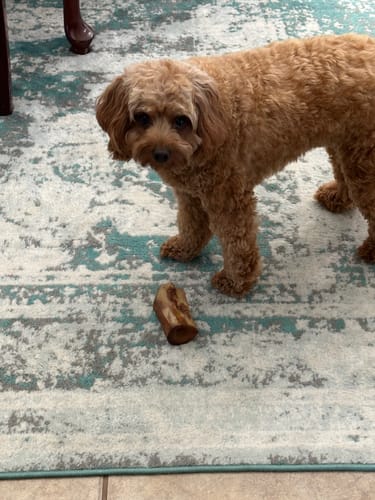 Customer photo review of Smoked Beef Marrow Bone