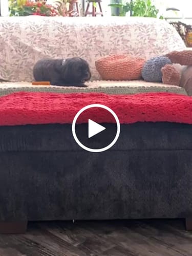 Customer video review of Pumpkin Yak Chews
