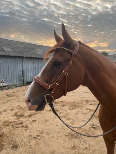 Customer photo review of Spiritandhiscrew X MASEGO bit to bitless Multi bridle