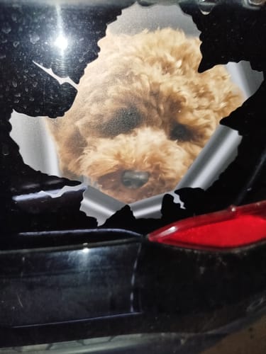 undefined review of Spähendes Foto - Individueller Autoaufkleber image 1 out of 1