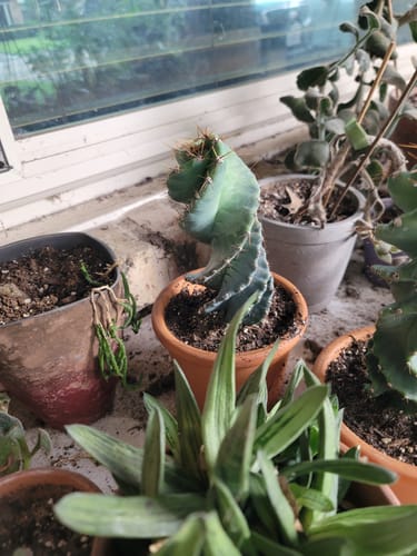Customer photo review of Cereus forbesii Spiralis | Spiral Cactus