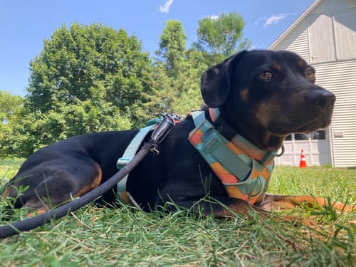 Customer photo review of FurLife™ 12 Months Flea and Tick Free