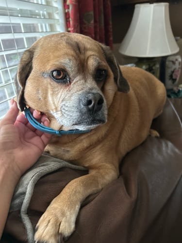 Customer photo review of FurLife™ 8 Months Flea and Tick Free