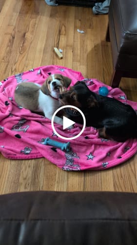 Customer video review of 5 Inch Braided Bully Stick Bag