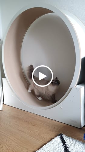 Charlotte J. review of Elmato Katzenlaufrad Simba image 1 out of 1