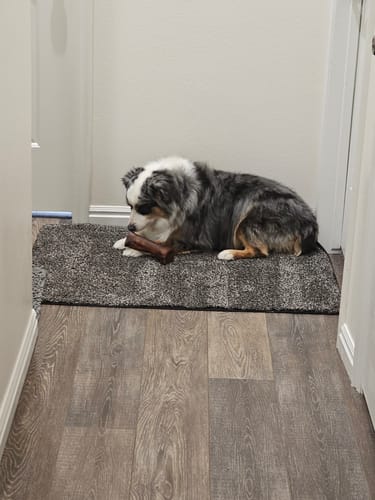 Customer photo review of Smoked Beef Marrow Bone