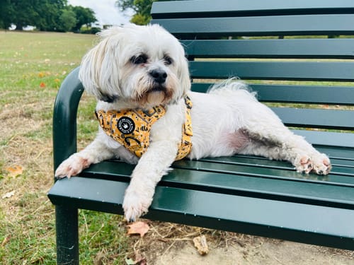Customer photo review of Trail & Glow® Dog Harness - Wanna-Bee