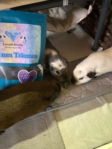 Customer photo review of 🌙 Zeit zum Träumen – Premium Snack‑Bälle für entspannte Kuschelstunden