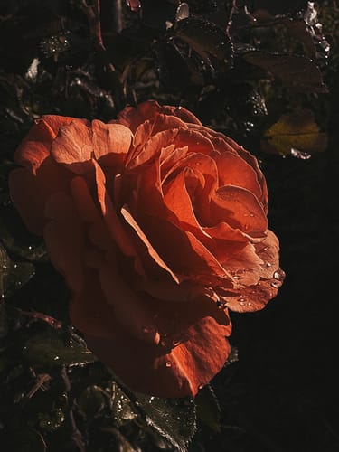 Customer photo review of SLOW LIVING LIGHTROOM PRESETS