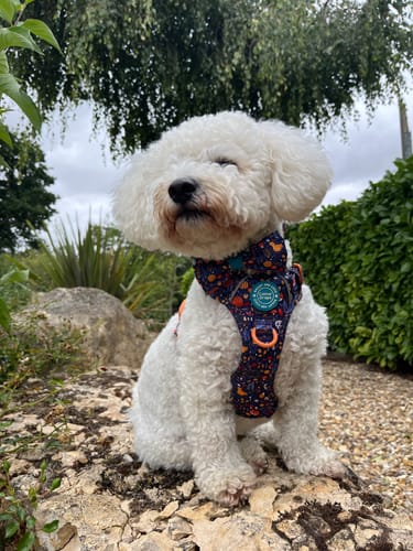 Customer photo review of Trail & Glow Dog Harness - COLOUR DROPS® - Bewitched