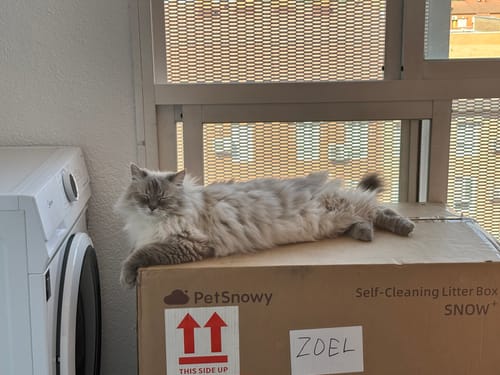 Customer photo review of Self-Cleaning Litter Box