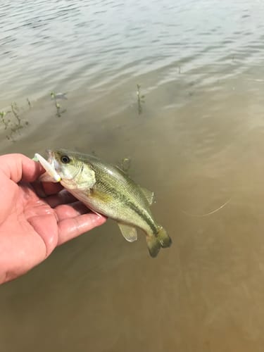 Customer photo review of HCG Tungsten Crappie Jig Heads 5 Pack