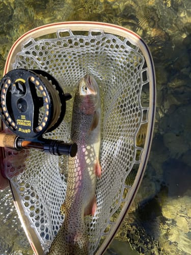 Customer photo review of Yellowstone II Fly Rod - 4 Piece