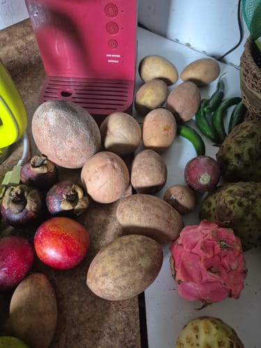Customer photo review of Sapodilla (Nispero/Naseberry)