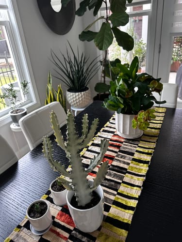 Customer photo review of Fungus Gnat Death Drops