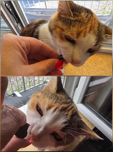 Customer photo review of Patsli Belly