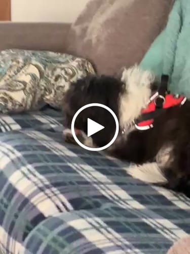 Customer video review of 4-Stick Yak Chew Pack – Mint, Banana, Strawberry & Pumpkin