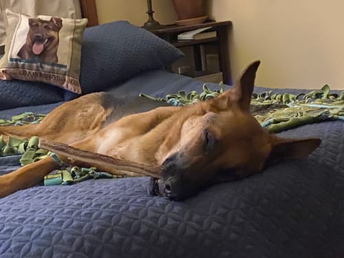 Customer photo review of 12 Inch Collagen Sticks Peanut Butter Flavor