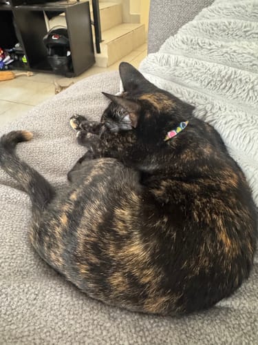 Customer photo review of Collar personalizado para Mascota: Love Grid