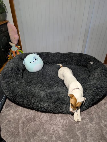 Customer photo review of Cosy Human Size Fluffy Pet Bed, Charcoal