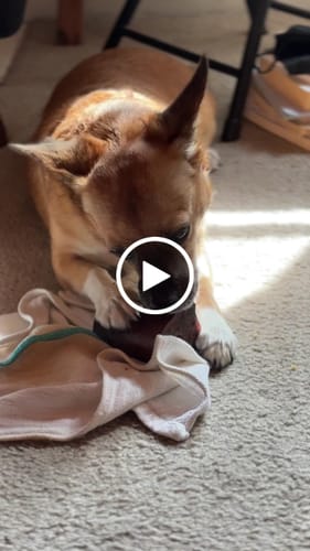 Customer video review of Smoked Beef Marrow Bone