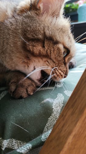 Customer photo review of Patsli Move