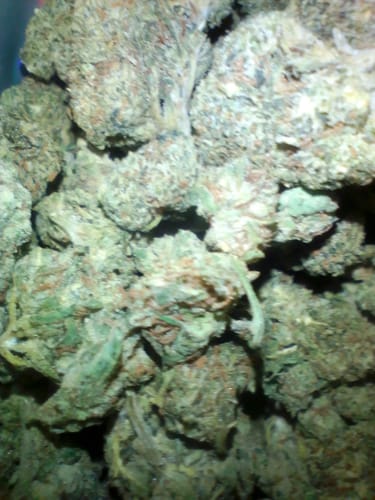 Customer photo review of Super Jack - Bulk- Hybrid