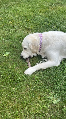 Customer photo review of Disney© Collar - Piglet - Pink