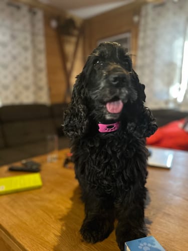 Customer photo review of Collier Anti Aboiement PuppySafe