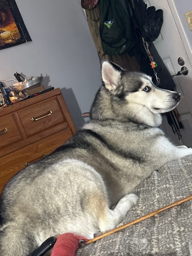 Customer photo review of FurLife™ 12 Months Flea and Tick Free